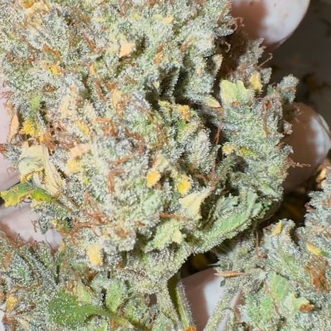 Ztrawberriez Auto growlog timeline photo