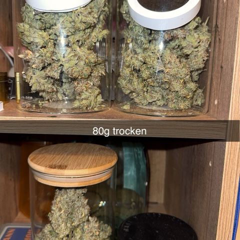 Ztrawberriez Auto growlog timeline photo