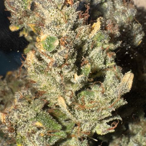 Ztrawberriez Auto growlog timeline photo