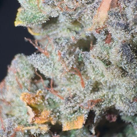 Ztrawberriez Auto growlog timeline photo