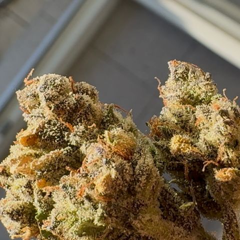 Ztrawberriez Auto growlog photo: Endprodukt nach gut 2 Monaten Aushärtung