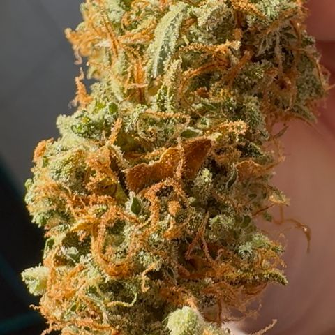Gorilla Zkittlez Auto growlog photo: Endprodukt nach 3 Wochen Aushärtung