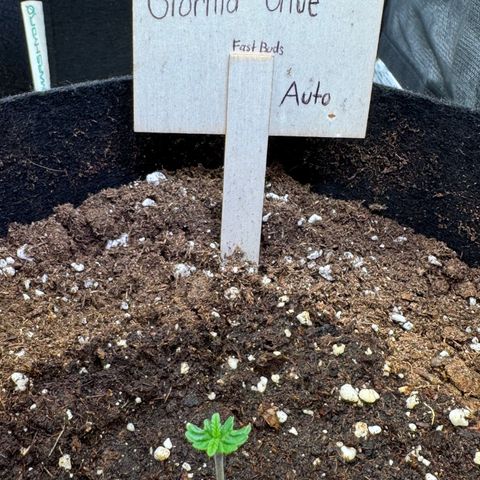Gorilla Glue Auto growlog timeline photo