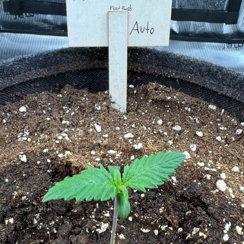 Lemon Cherry Cookies Auto growlog timeline photo