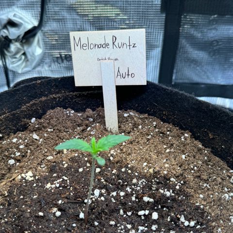 Auto Melonade Runtz growlog timeline photo