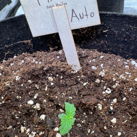 Auto Mac #1 growlog timeline photo