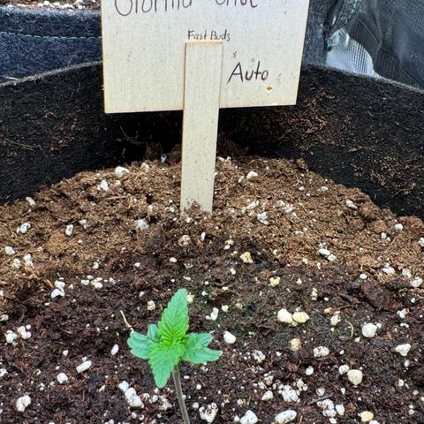 Gorilla Glue Auto growlog timeline photo
