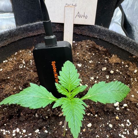 Lemon Cherry Cookies Auto growlog timeline photo