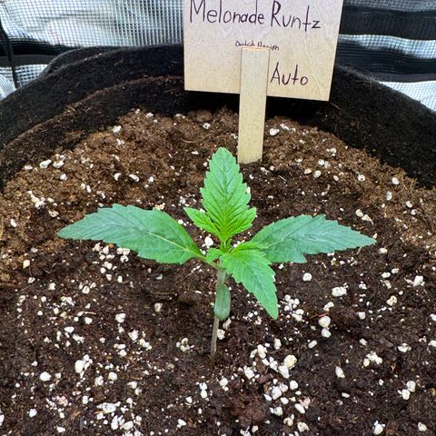 Auto Melonade Runtz growlog timeline photo
