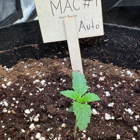 Auto Mac #1 growlog timeline photo