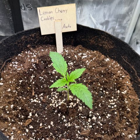 Lemon Cherry Cookies Auto growlog timeline photo