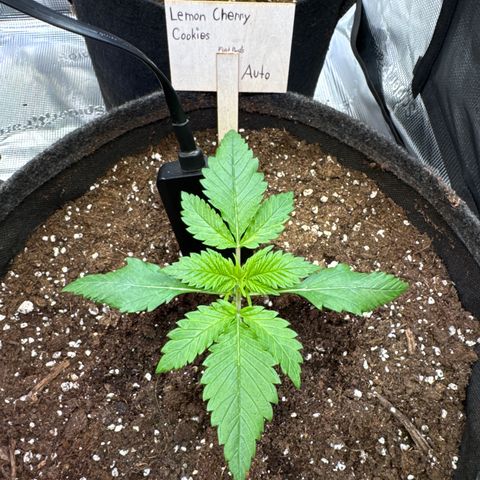 Lemon Cherry Cookies Auto growlog timeline photo