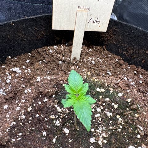 Gorilla Glue Auto growlog timeline photo