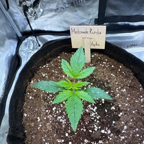 Auto Melonade Runtz growlog timeline photo