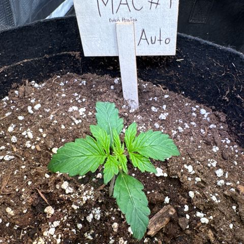 Auto Mac #1 growlog timeline photo
