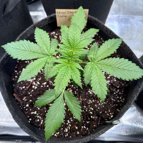 Lemon Cherry Cookies Auto growlog timeline photo