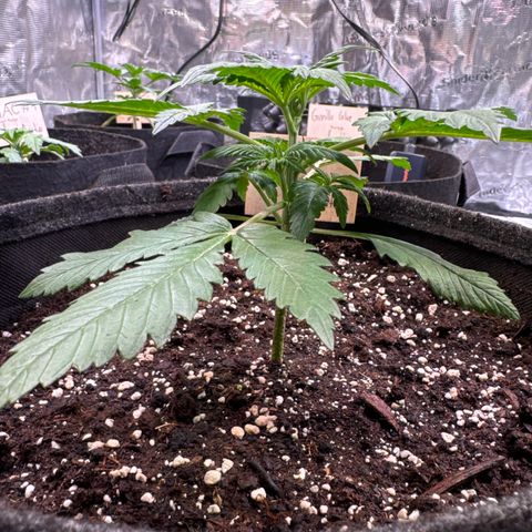 Lemon Cherry Cookies Auto growlog timeline photo