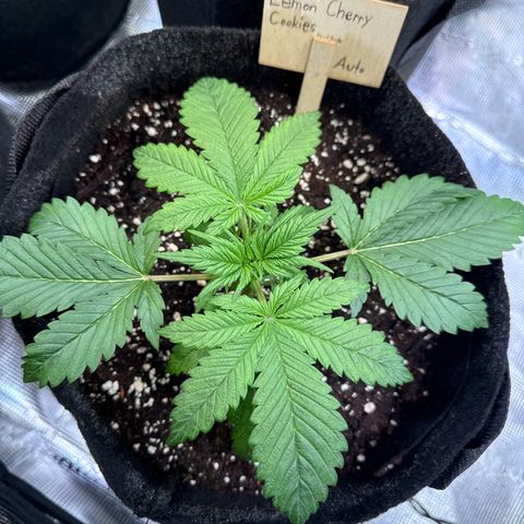 Lemon Cherry Cookies Auto growlog timeline photo