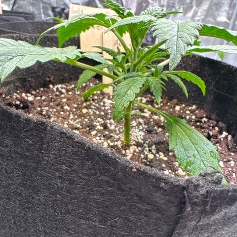 Lemon Cherry Cookies Auto growlog timeline photo