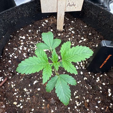 Gorilla Glue Auto growlog timeline photo