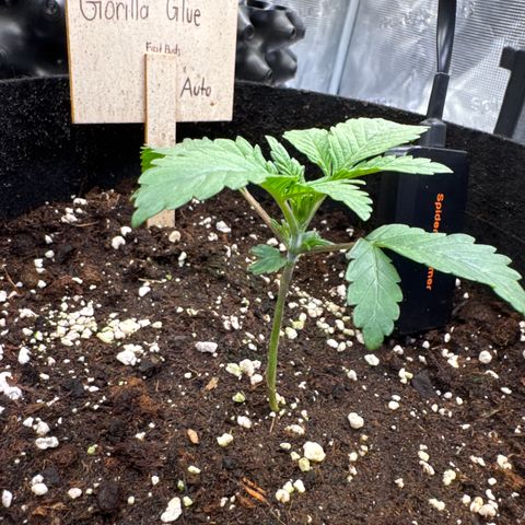 Gorilla Glue Auto growlog timeline photo