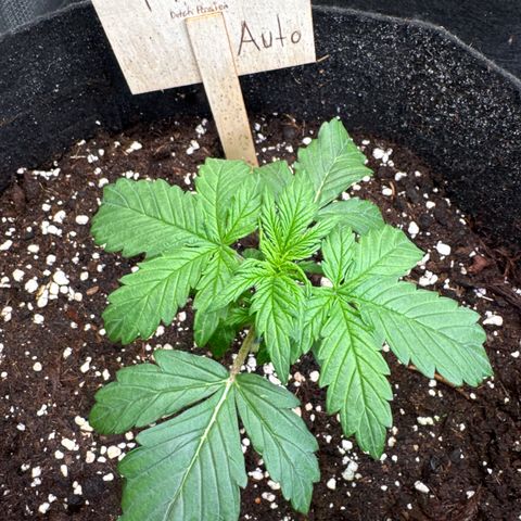 Auto Mac #1 growlog timeline photo