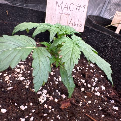 Auto Mac #1 growlog timeline photo