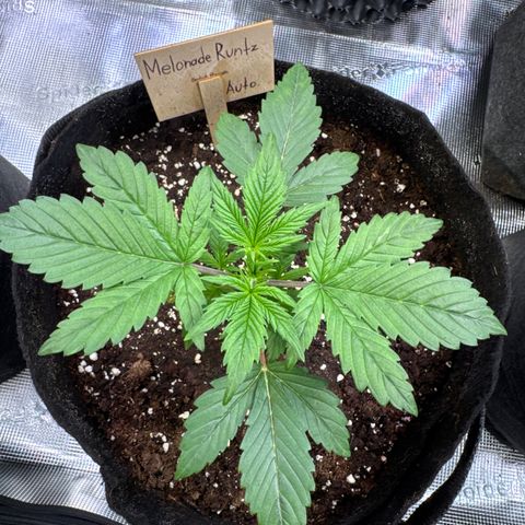 Auto Melonade Runtz growlog timeline photo