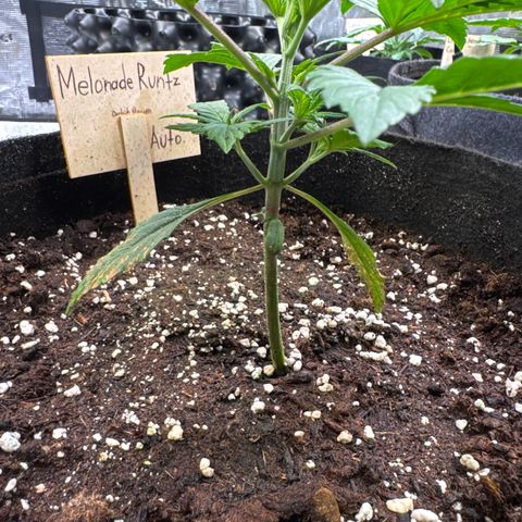 Auto Melonade Runtz growlog timeline photo