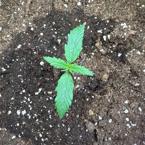 Apple Fritter Automatic growlog timeline photo