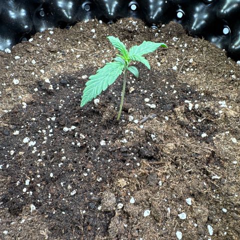 Apple Fritter Automatic growlog timeline photo