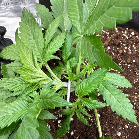 Lemon Cherry Cookies Auto growlog timeline photo