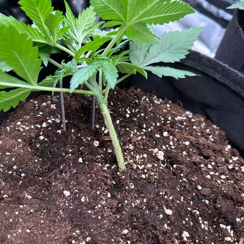 Lemon Cherry Cookies Auto growlog timeline photo