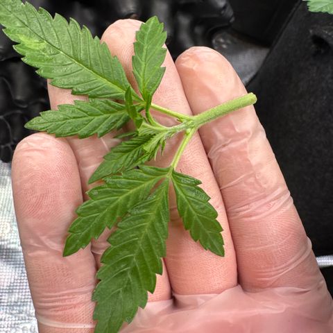 Lemon Cherry Cookies Auto growlog timeline photo