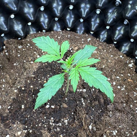 Apple Fritter Automatic growlog timeline photo