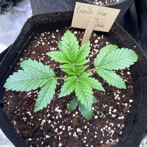 Gorilla Glue Auto growlog timeline photo