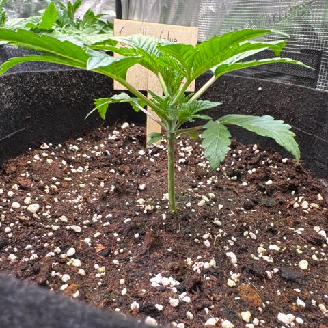 Gorilla Glue Auto growlog timeline photo