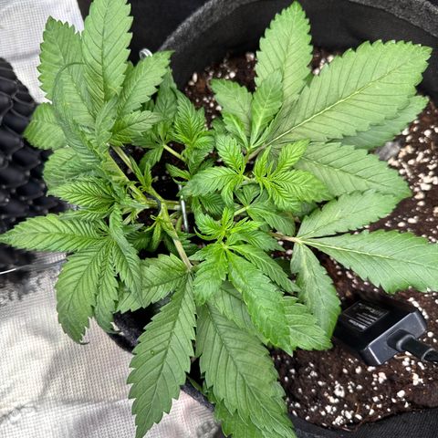 Lemon Cherry Cookies Auto growlog timeline photo