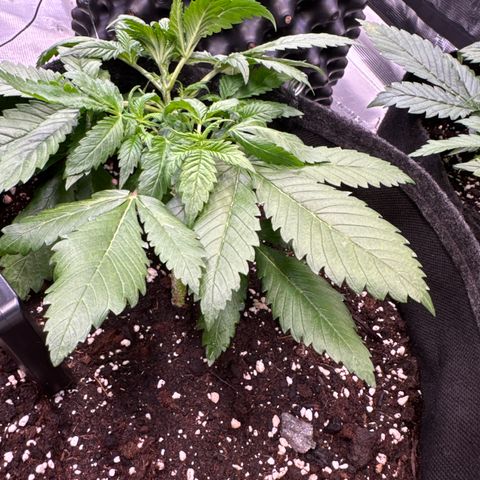 Lemon Cherry Cookies Auto growlog timeline photo