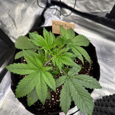 Auto Melonade Runtz growlog photo: Braune Flecken entdeckt
CalMag doppelte Dosis gegeben