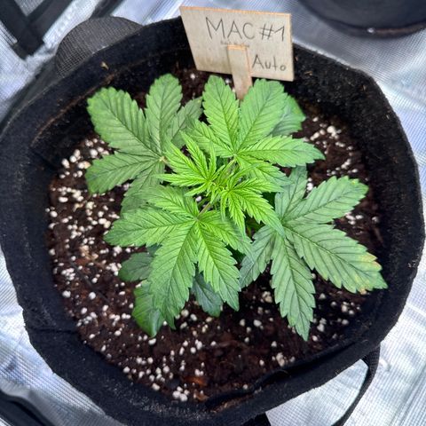 Auto Mac #1 growlog timeline photo