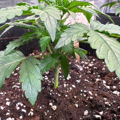Auto Mac #1 growlog timeline photo