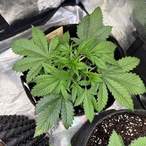 Lemon Cherry Cookies Auto growlog timeline photo