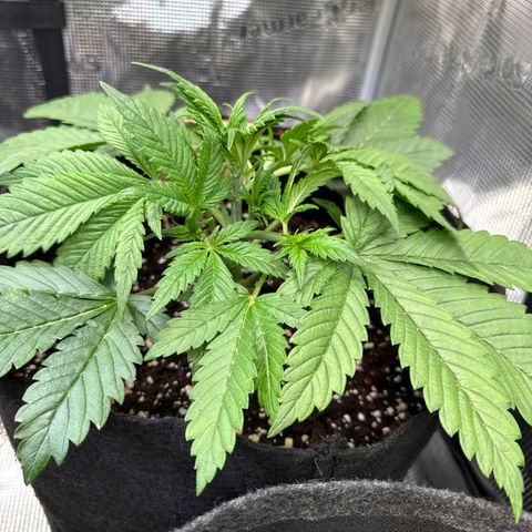 Lemon Cherry Cookies Auto growlog timeline photo