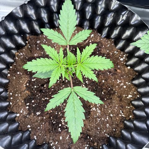 Apple Fritter Automatic growlog timeline photo