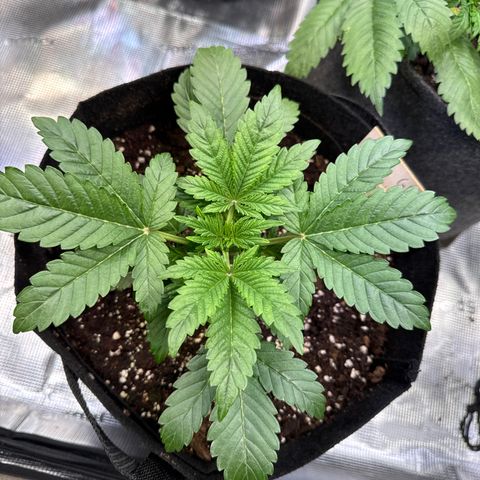 Gorilla Glue Auto growlog timeline photo