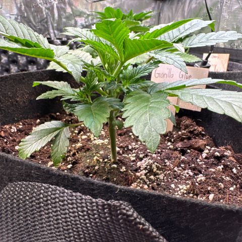 Gorilla Glue Auto growlog timeline photo