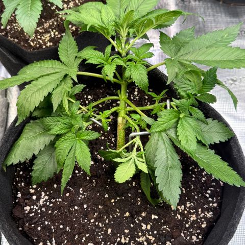 Lemon Cherry Cookies Auto growlog timeline photo