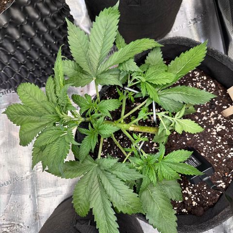 Lemon Cherry Cookies Auto growlog timeline photo
