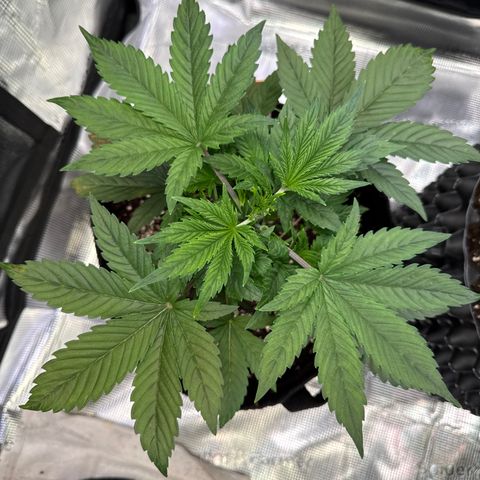 Auto Melonade Runtz growlog timeline photo
